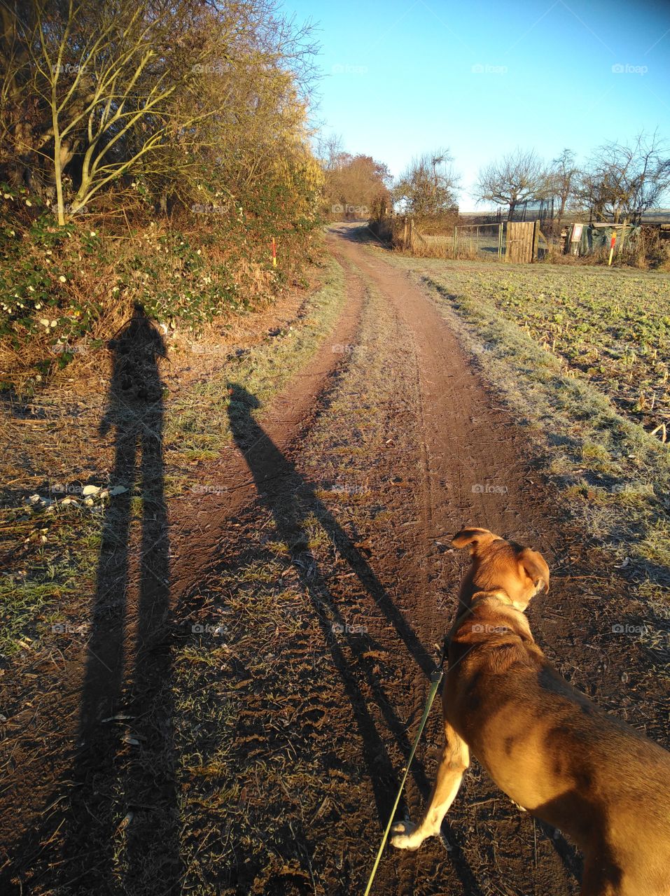 Spring walk with your dog