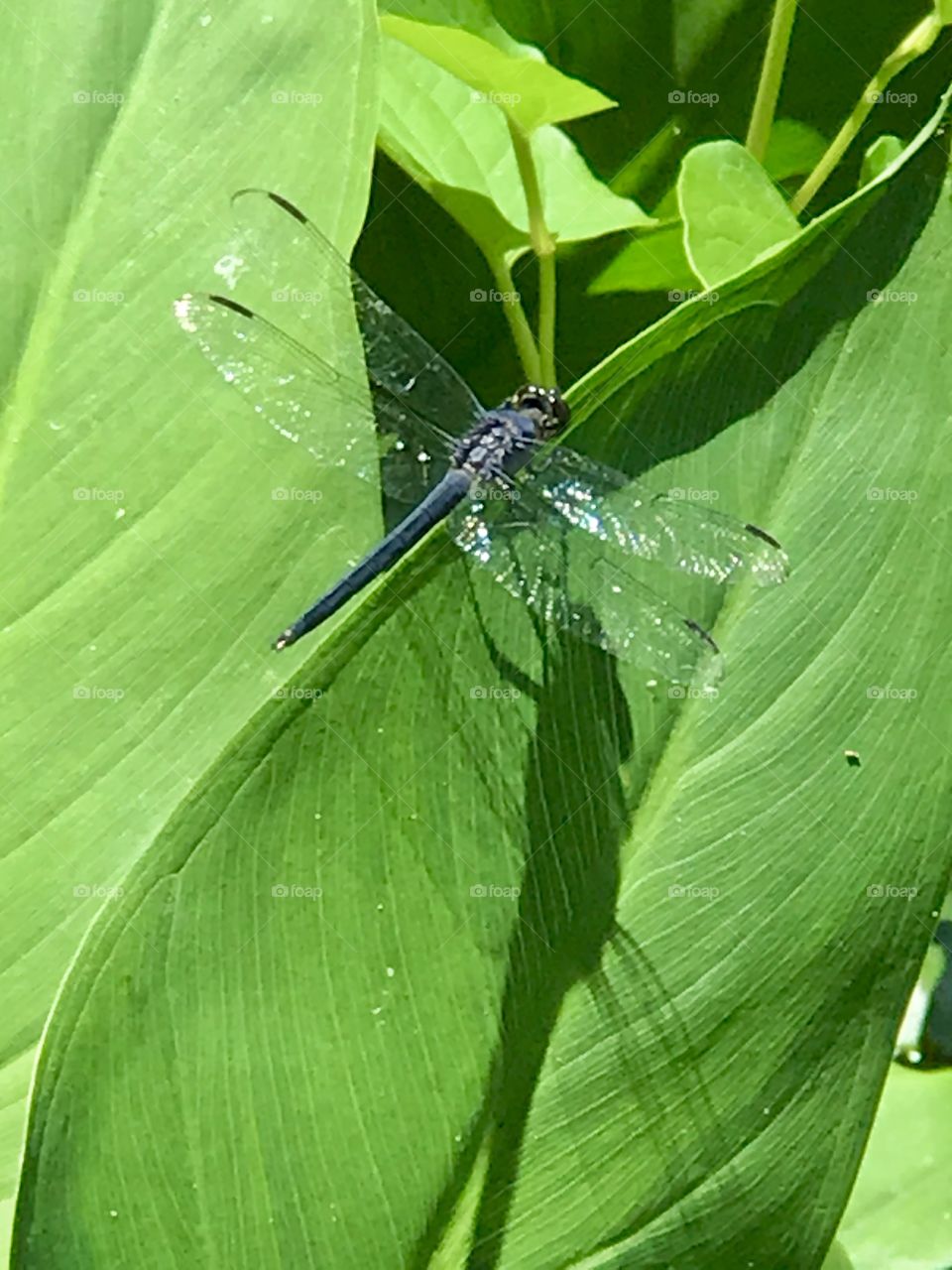 Dragonfly resting on green leaf