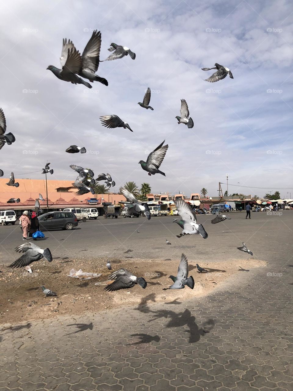 a flock of flying pigeons 