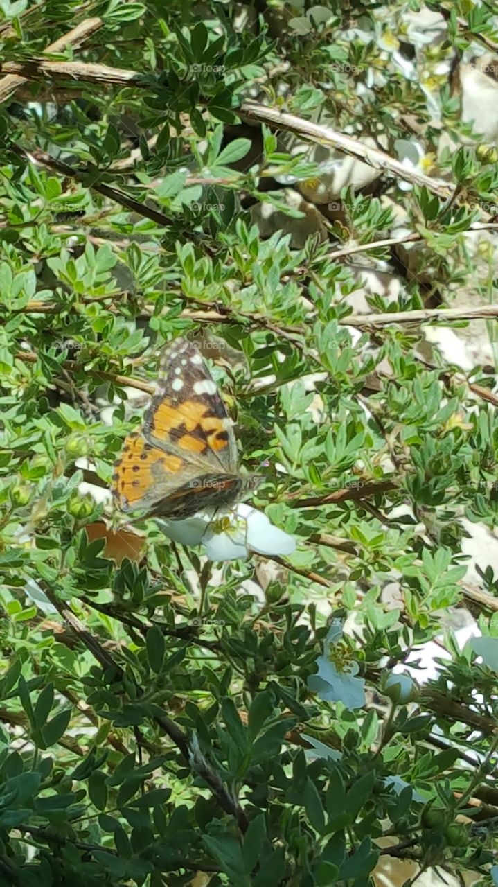 Tis the season for butterflies