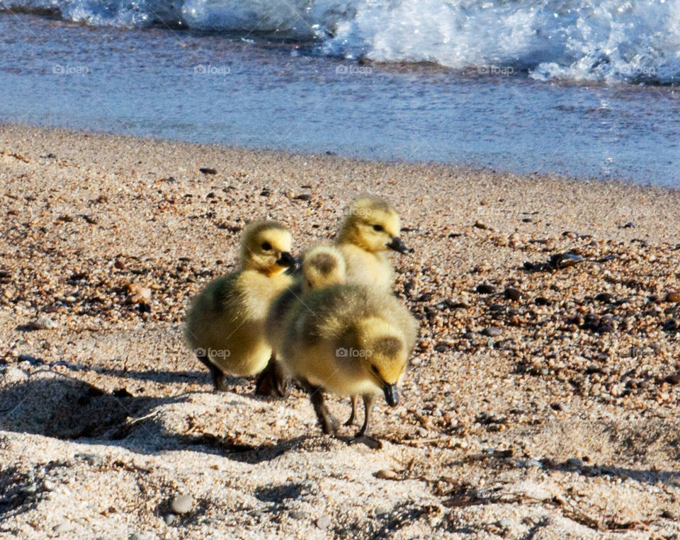 Baby geese