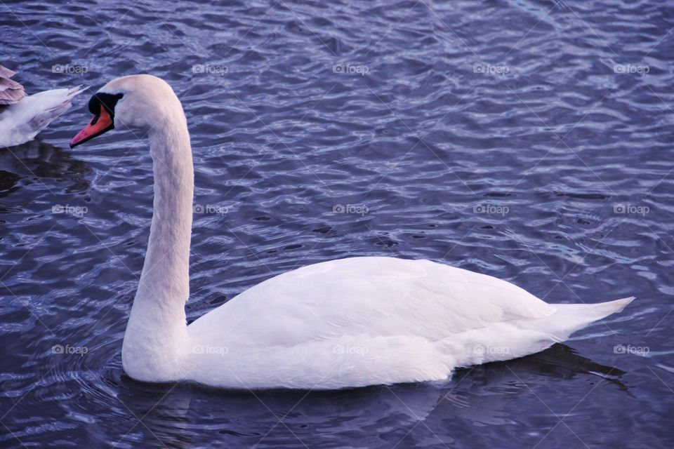 White and beautiful.