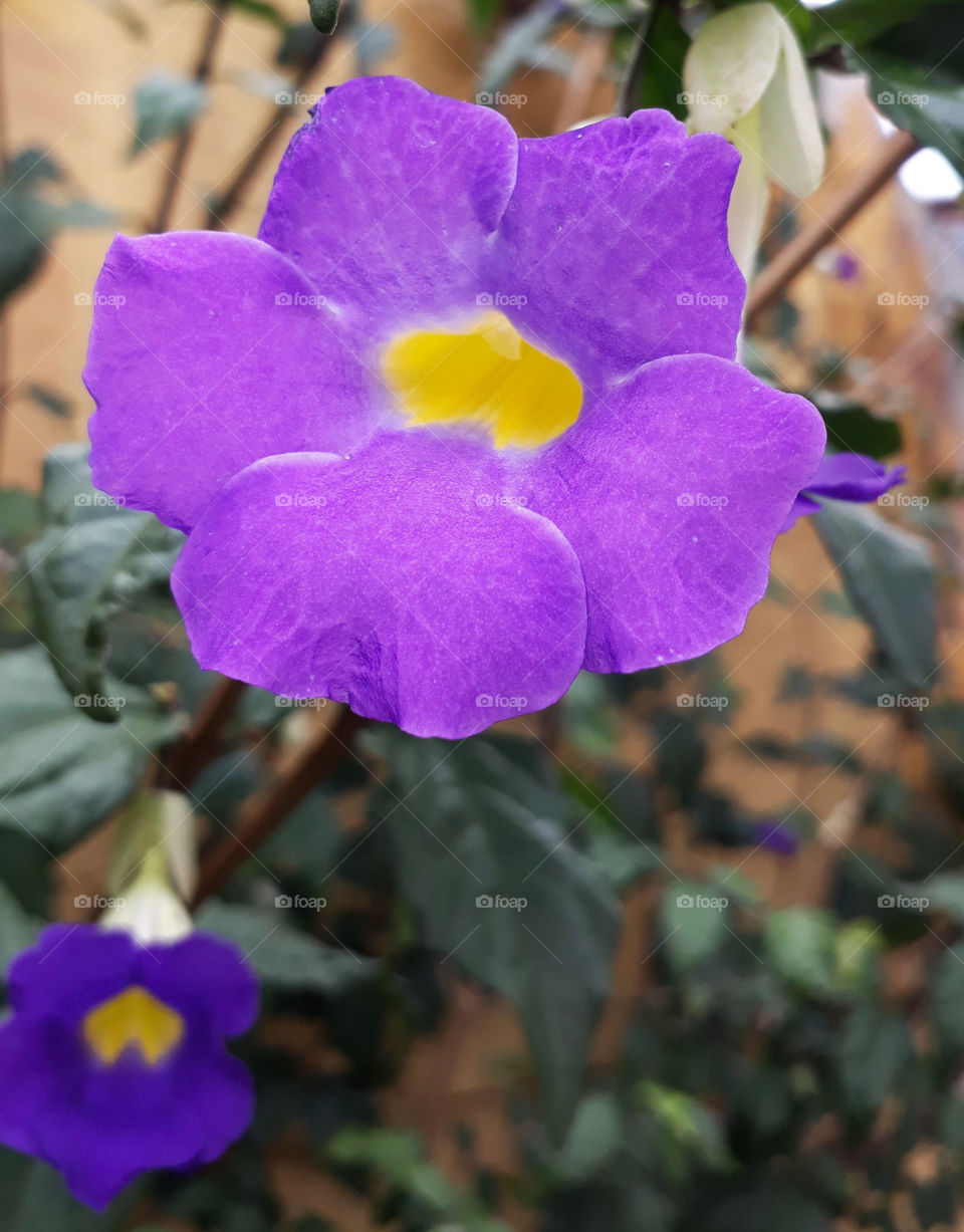 Flor purple