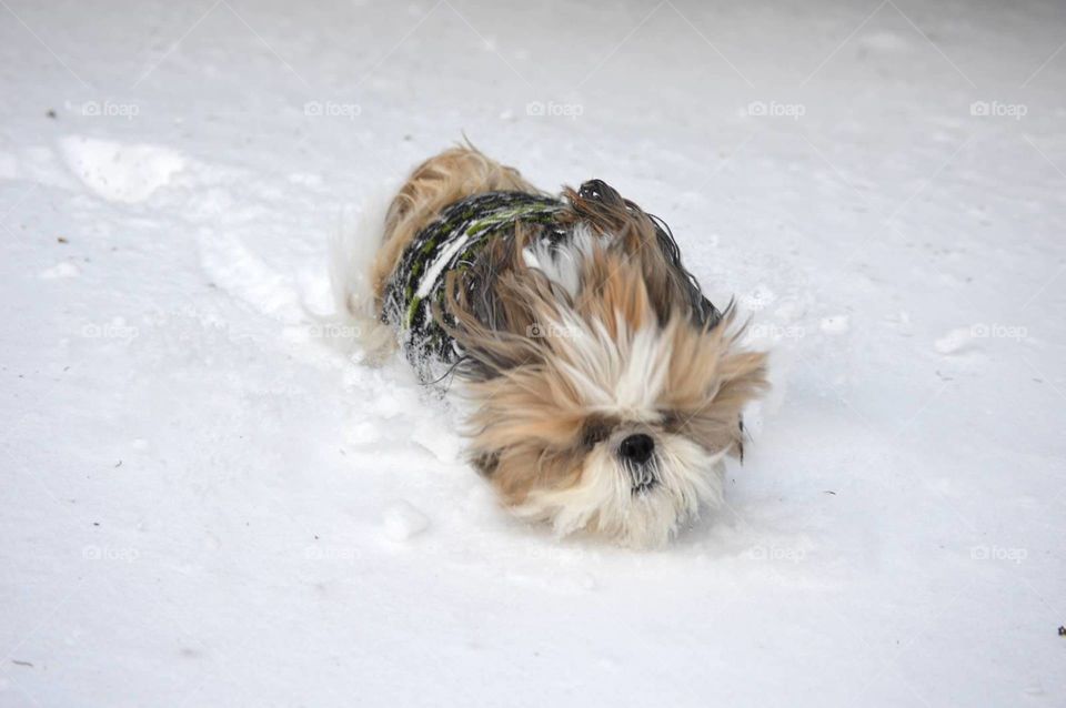cold/snow/wild hair pup