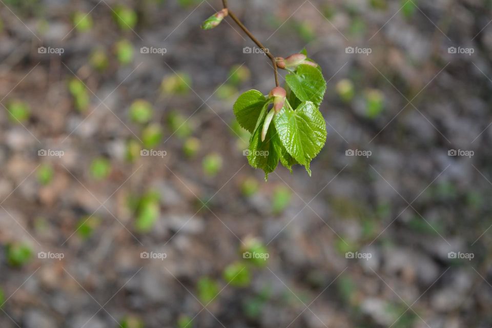 spring nature green young leaves