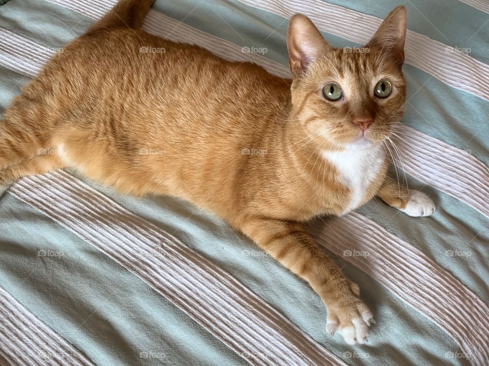 Light brown cat looking up with stripes background white and light blue blanket.