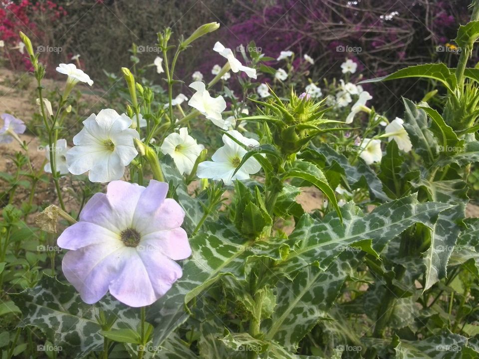 Flower, Flora, Garden, Nature, Summer
