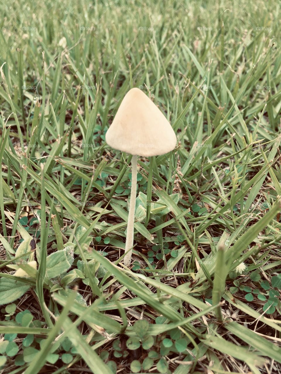 The fungus among us a little mushroom 🍄