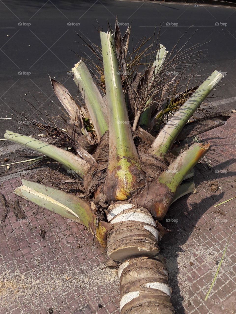coconut palm grass tree like cut n fell on road