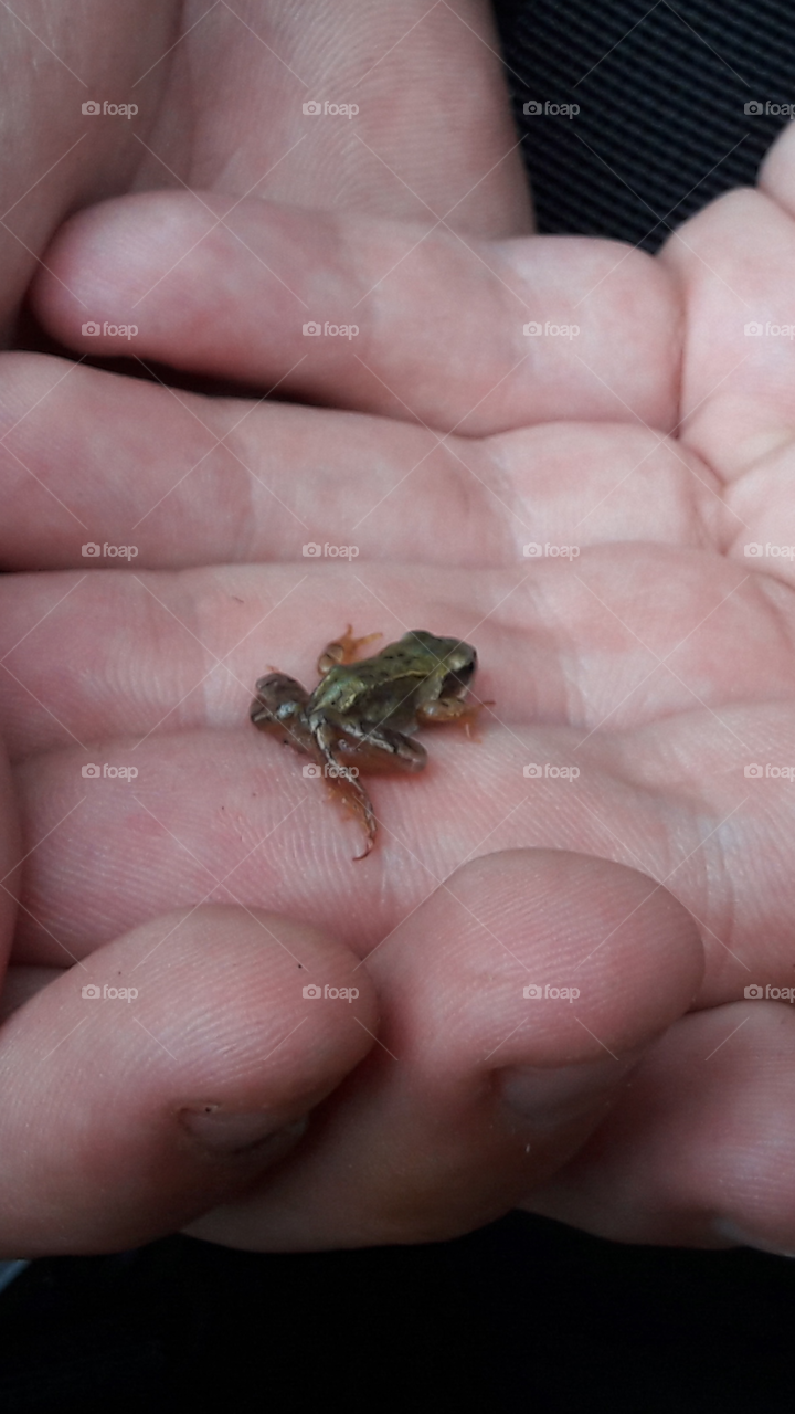 A close up of a small frog found by a beautiful lake. It still has part of its tail from being a tadpole