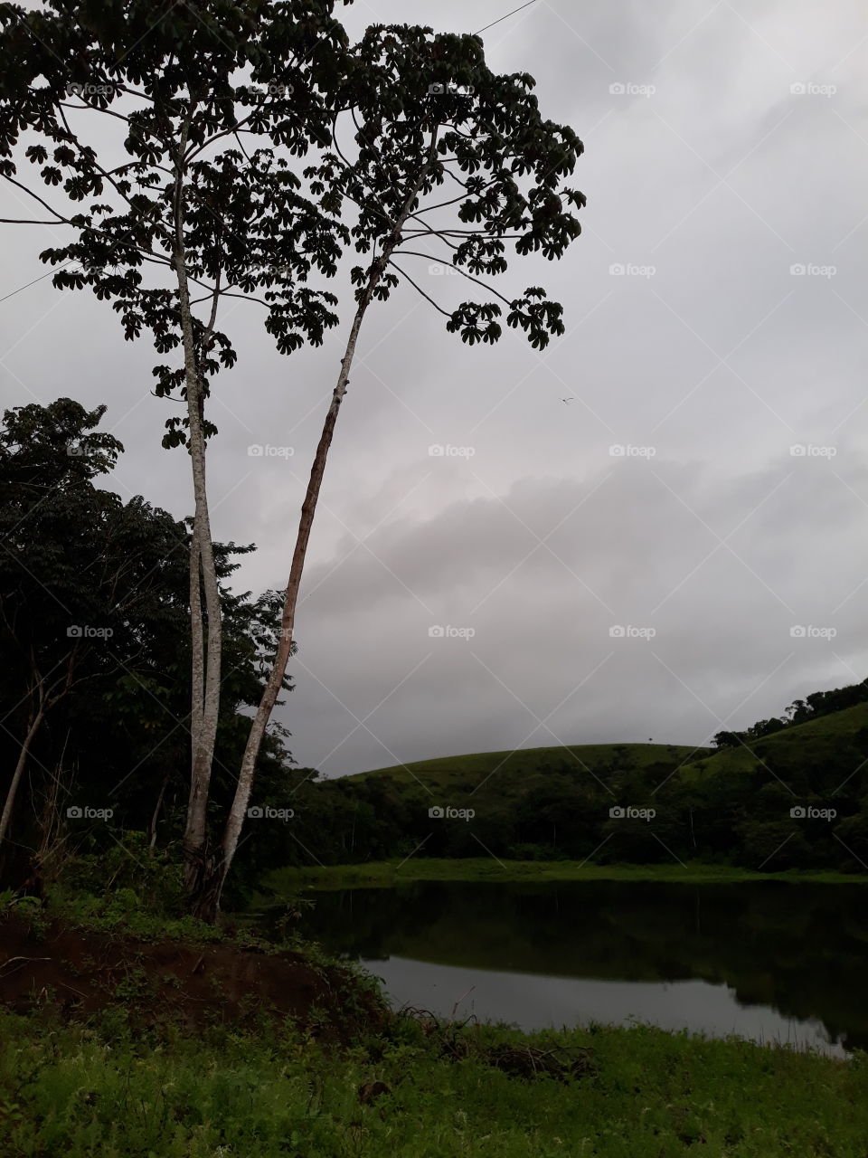tree, lake and rain