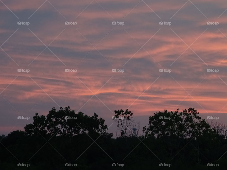 Silhouettes of trees as the sun is setting.