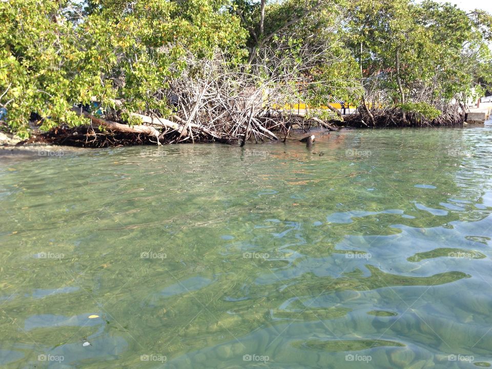 #manati #manglar #naturaleza #lago #sea 