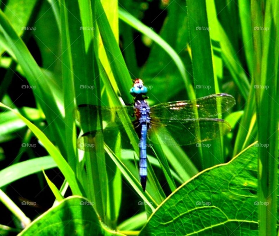 Dragonfly