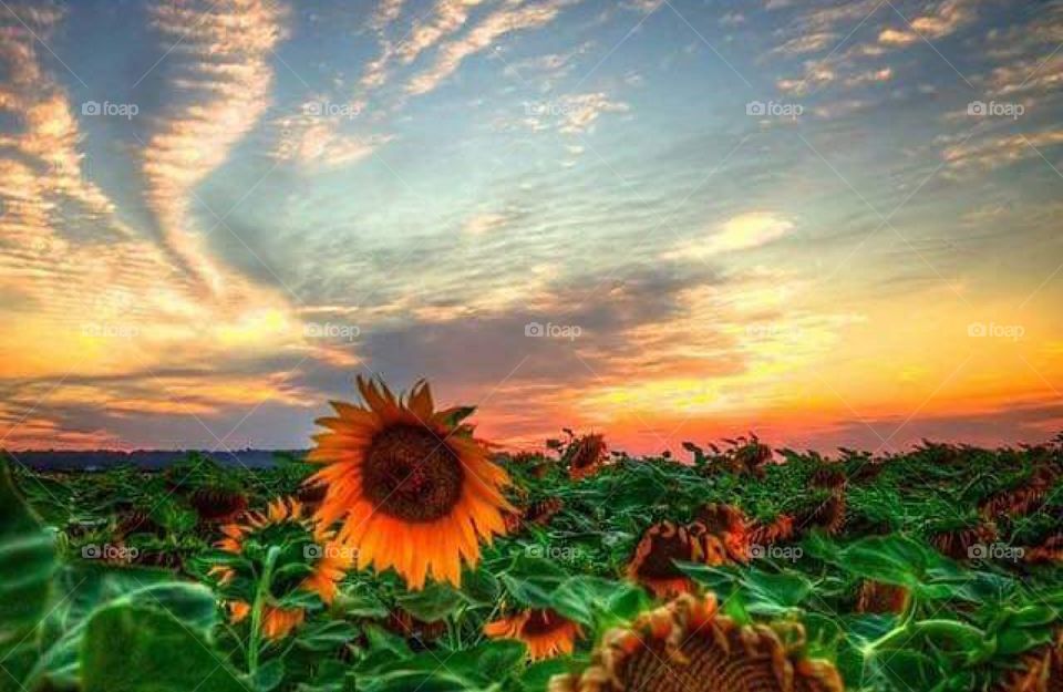 Beli manastir flower