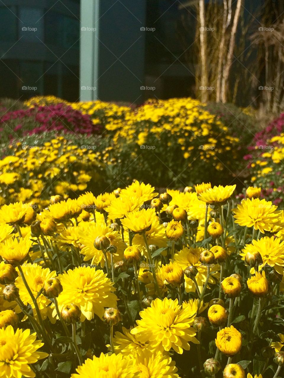 Yellow flowers 