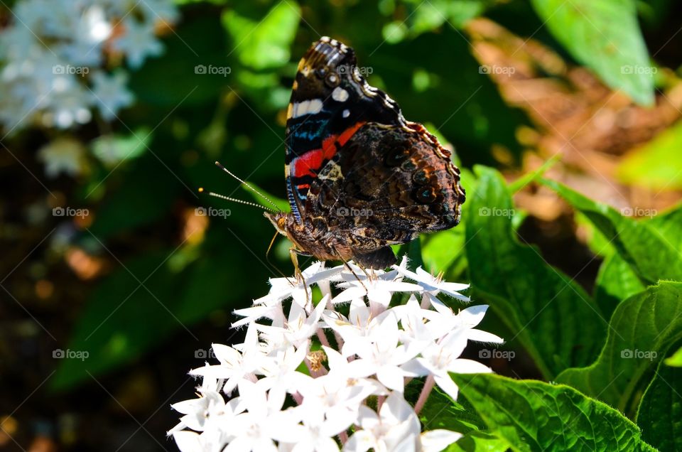 Butterfly on a white flower