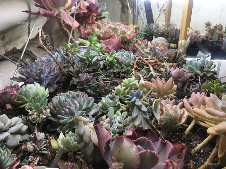Succulents in basement with grow light 