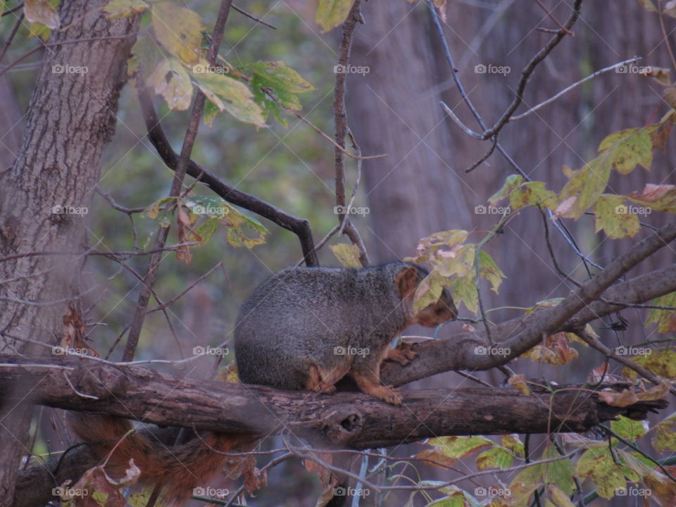 Squirrel hat 