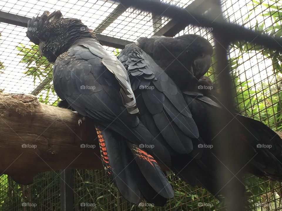 The black cockatoo