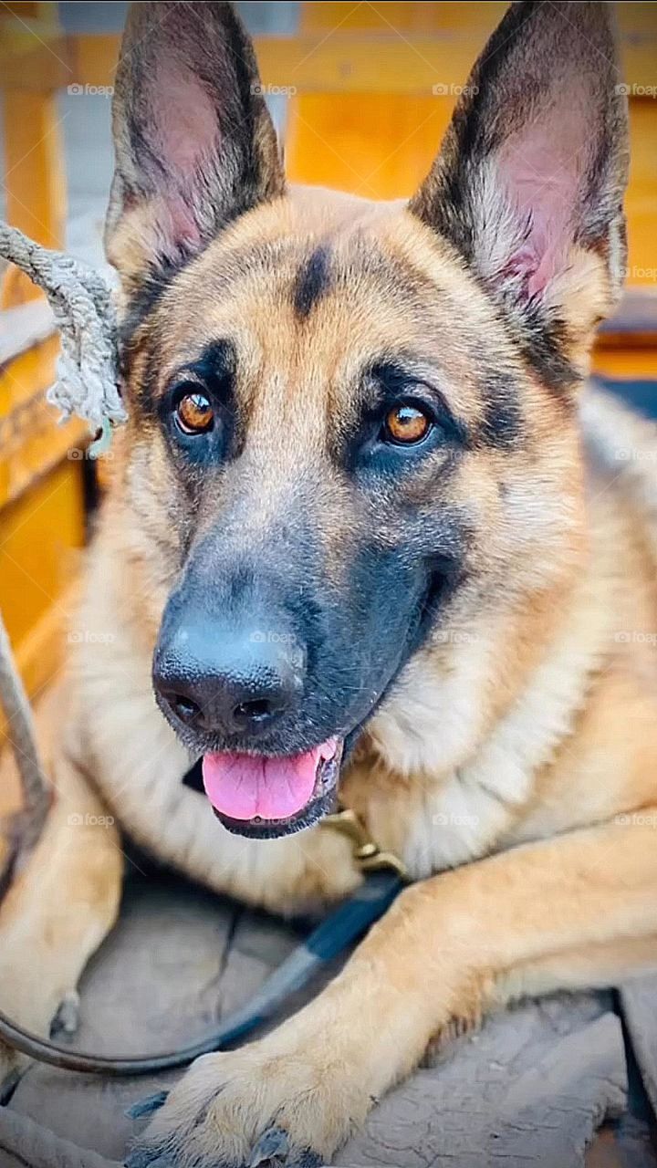 my beautiful and cute dog.