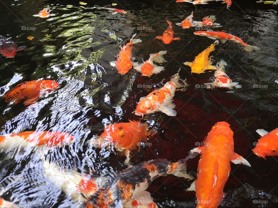 Fancy​ carp​ koi fish​