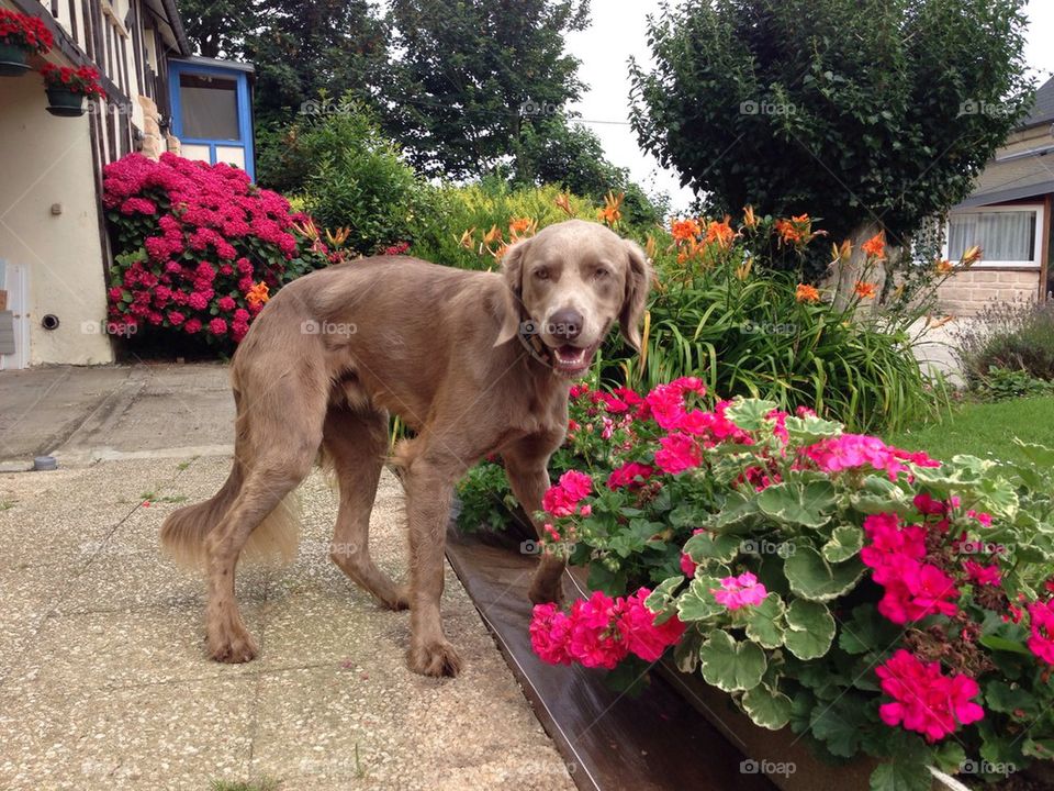 Dog in the garden