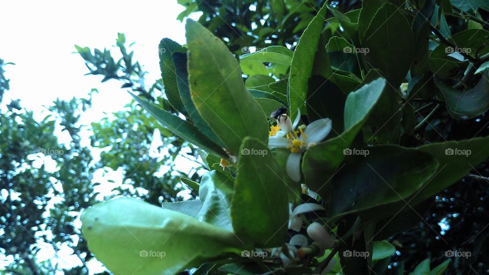 Pollination of lemon