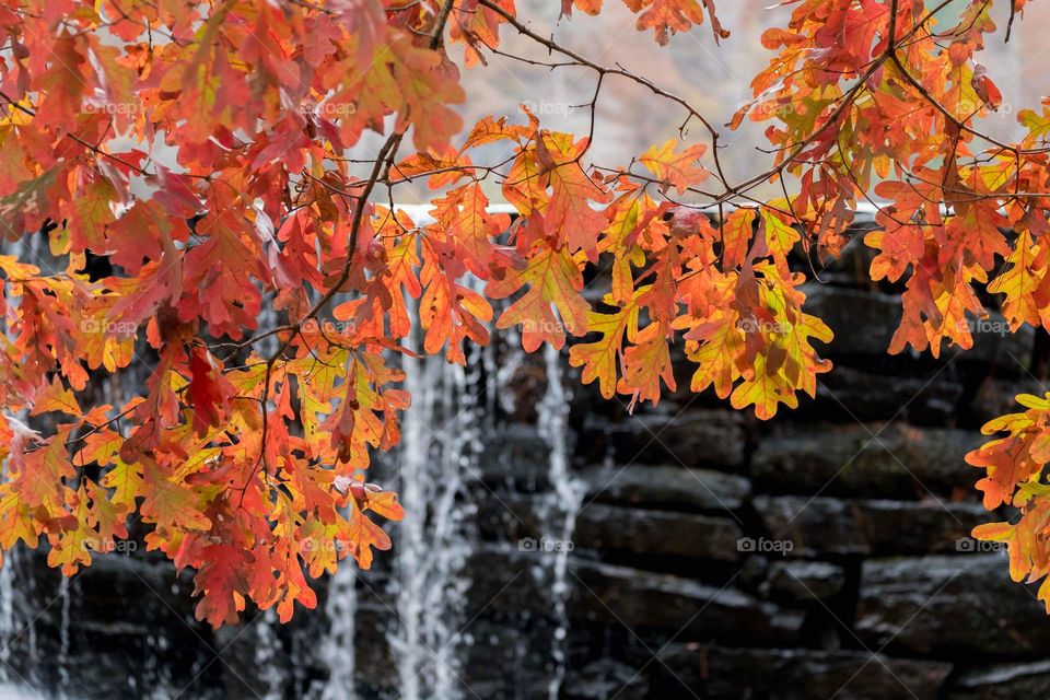Vividly orange autumn oak leaves drape across the frame in front of a refreshing waterfall. Yates Mill Park, Raleigh, North Carolina. 