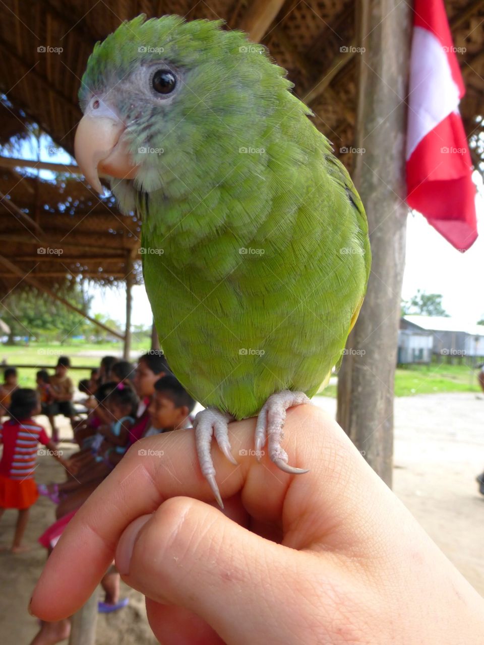 Green parrot held by tourist in Peru 