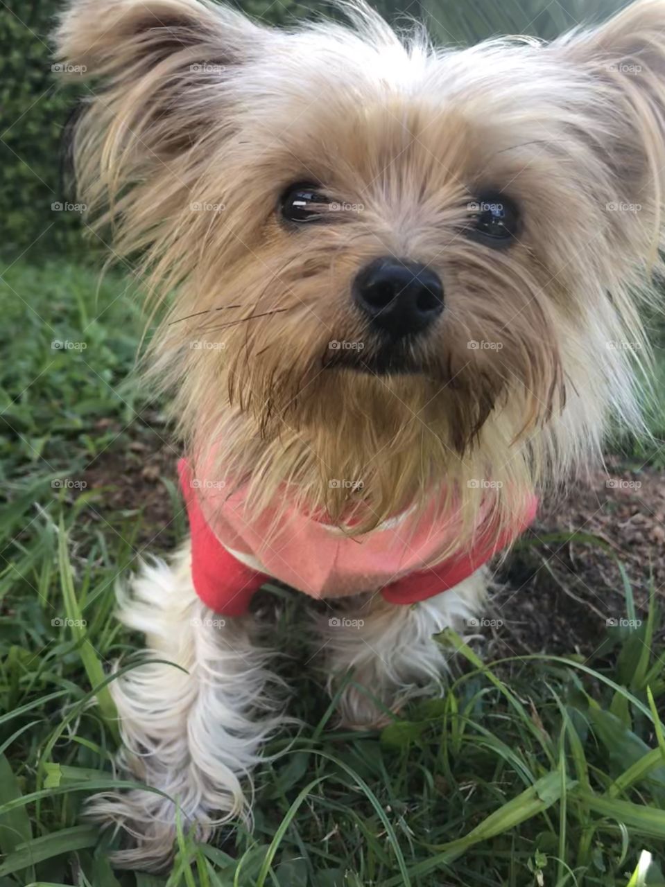 Yorkshire Terrier in the nature