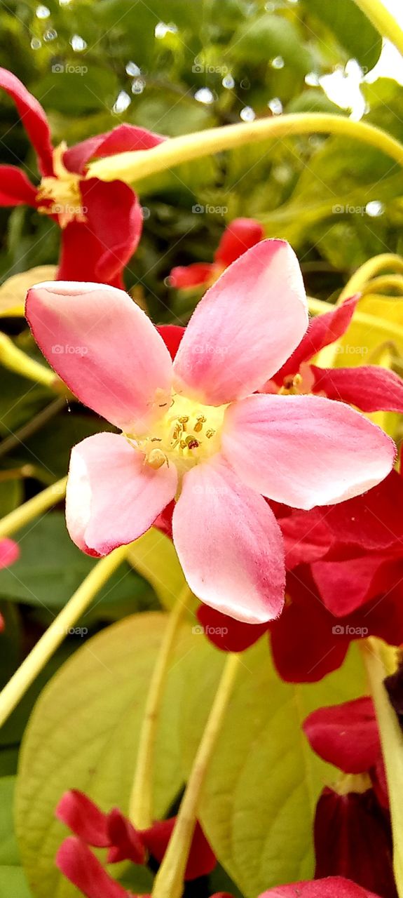 pink flowers