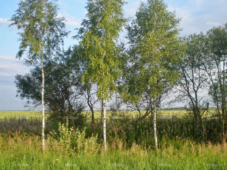 Birches in the field
