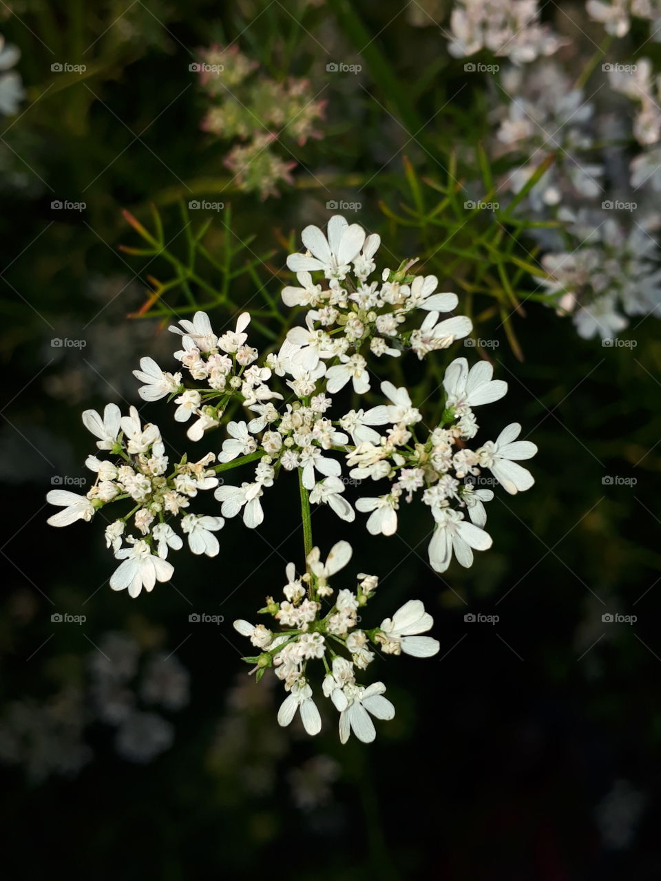 coriander flowers
