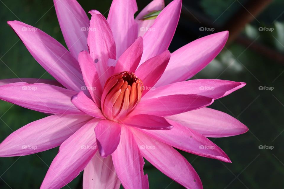 Close up view of a pink blooming lotus in a pond. Sun shines on it