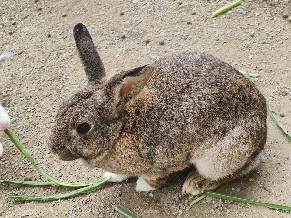 Rabbits at Chulu Ranch in Beinan Township