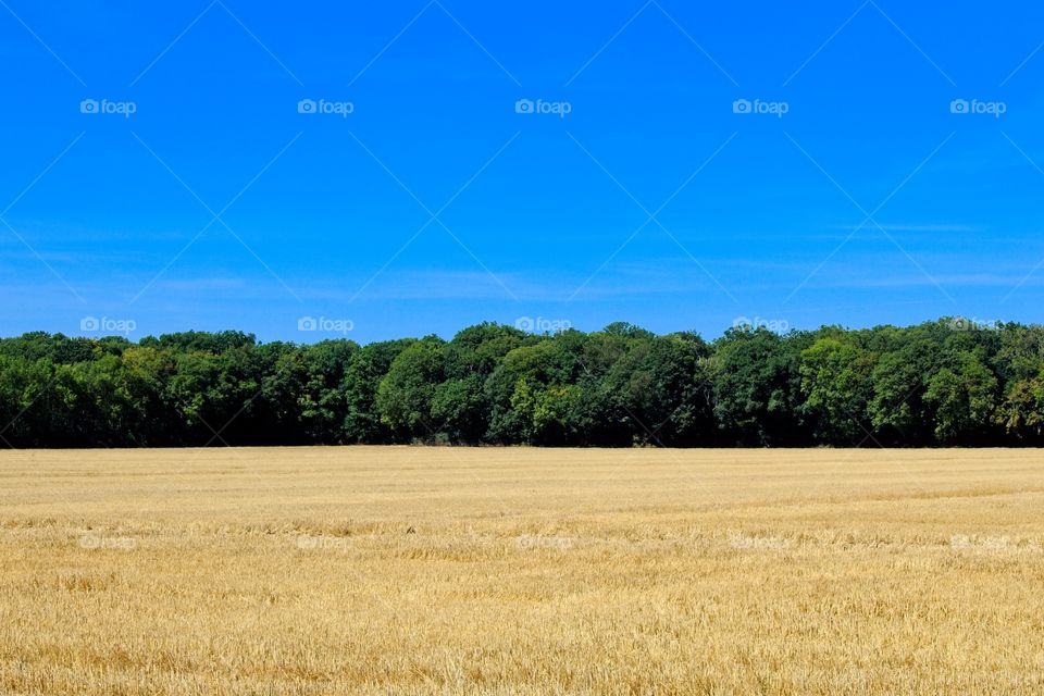 wheat field in the summer