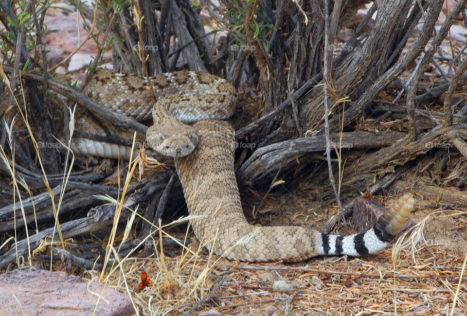the arizona in snake by arizphotog