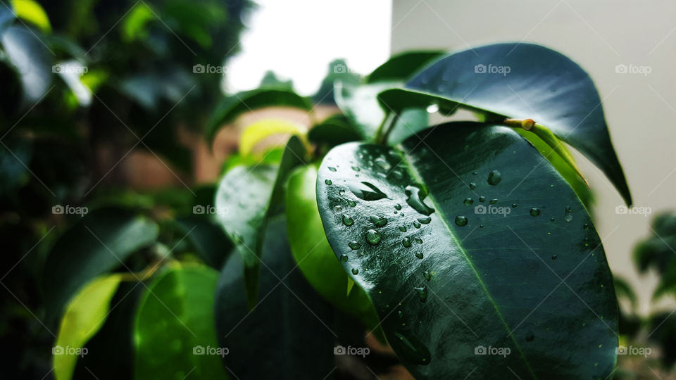water droplets on leaf macro