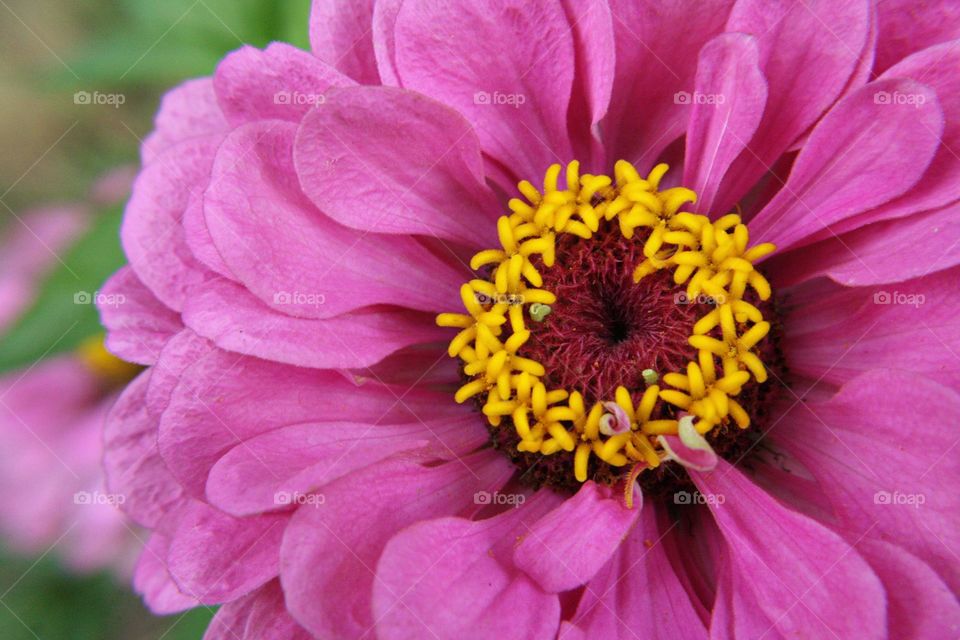 Pink flower pretty bloom blossom yellow green fresh blossoming pollen petals