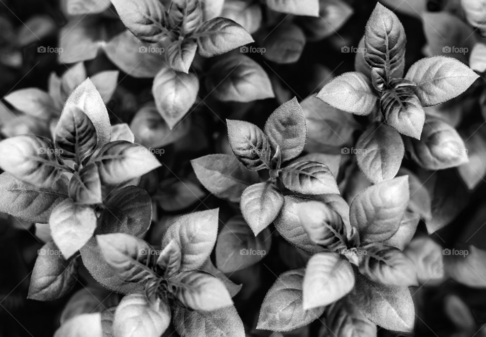 Black and white picture of natural plant leaves, monochrome background 