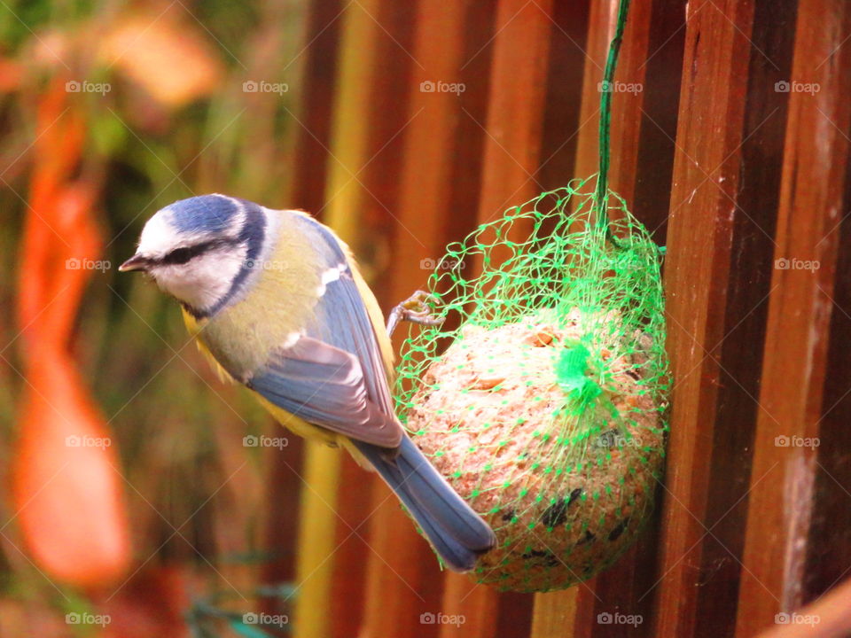 Close-up of bird