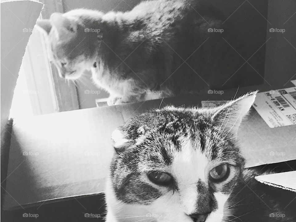 Cats and boxes
