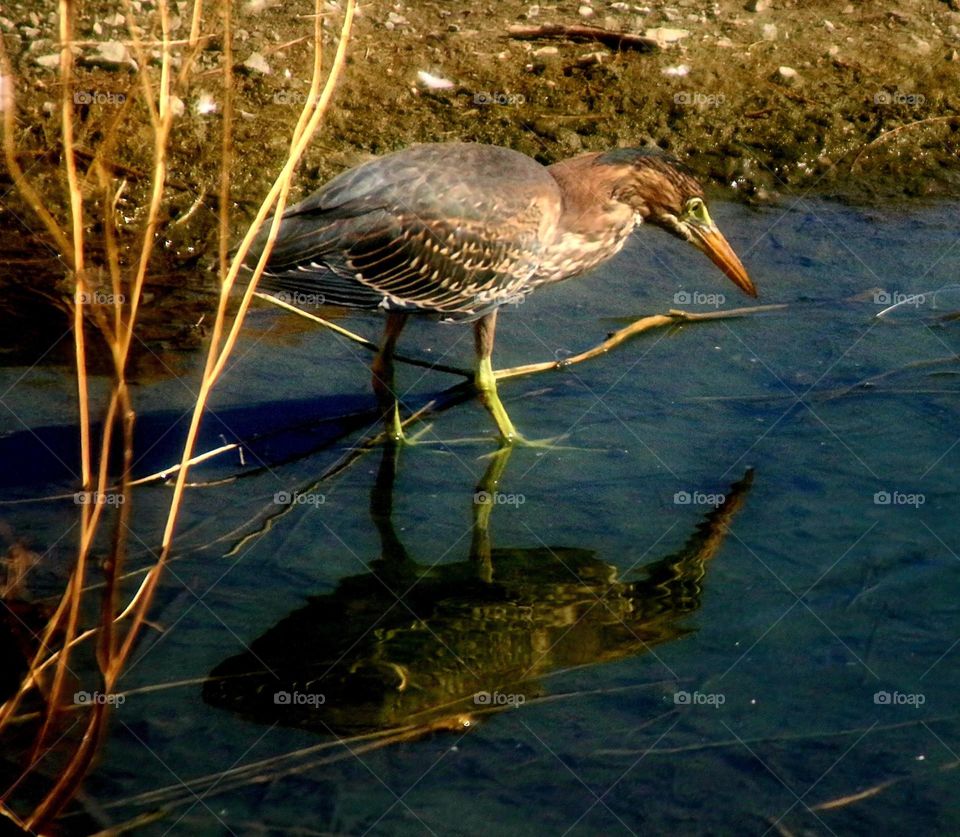 Green Heron Scavenging for Food