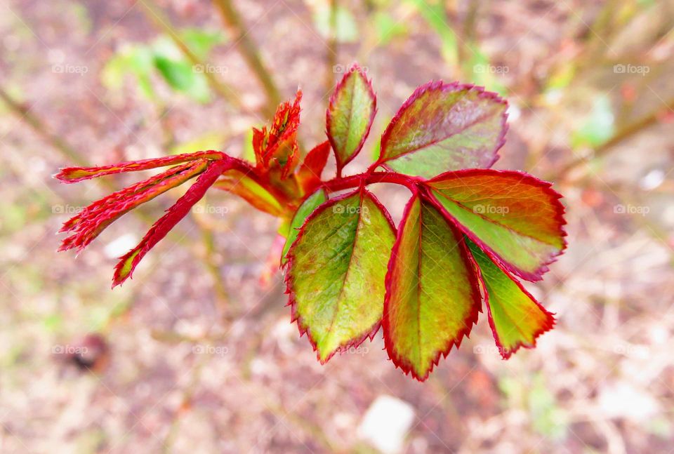 Spring new born leaves