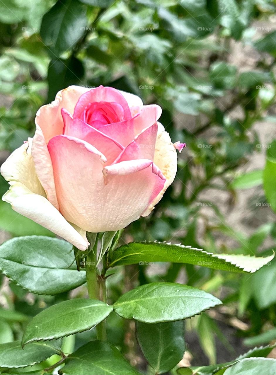 Delicate cream Rose with pink edging