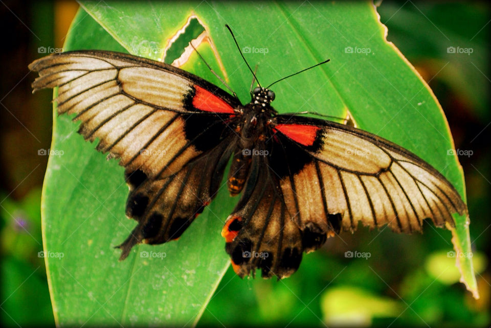 nature pretty butterfly insect by Kelly76