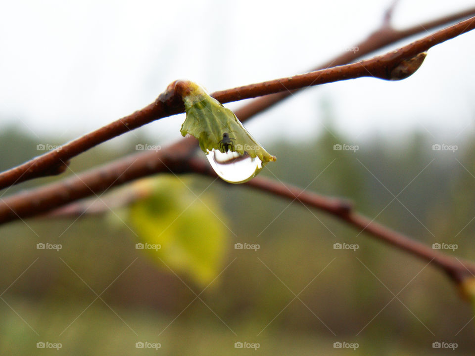 Raindrop on a tree branch with young leaves. Spring