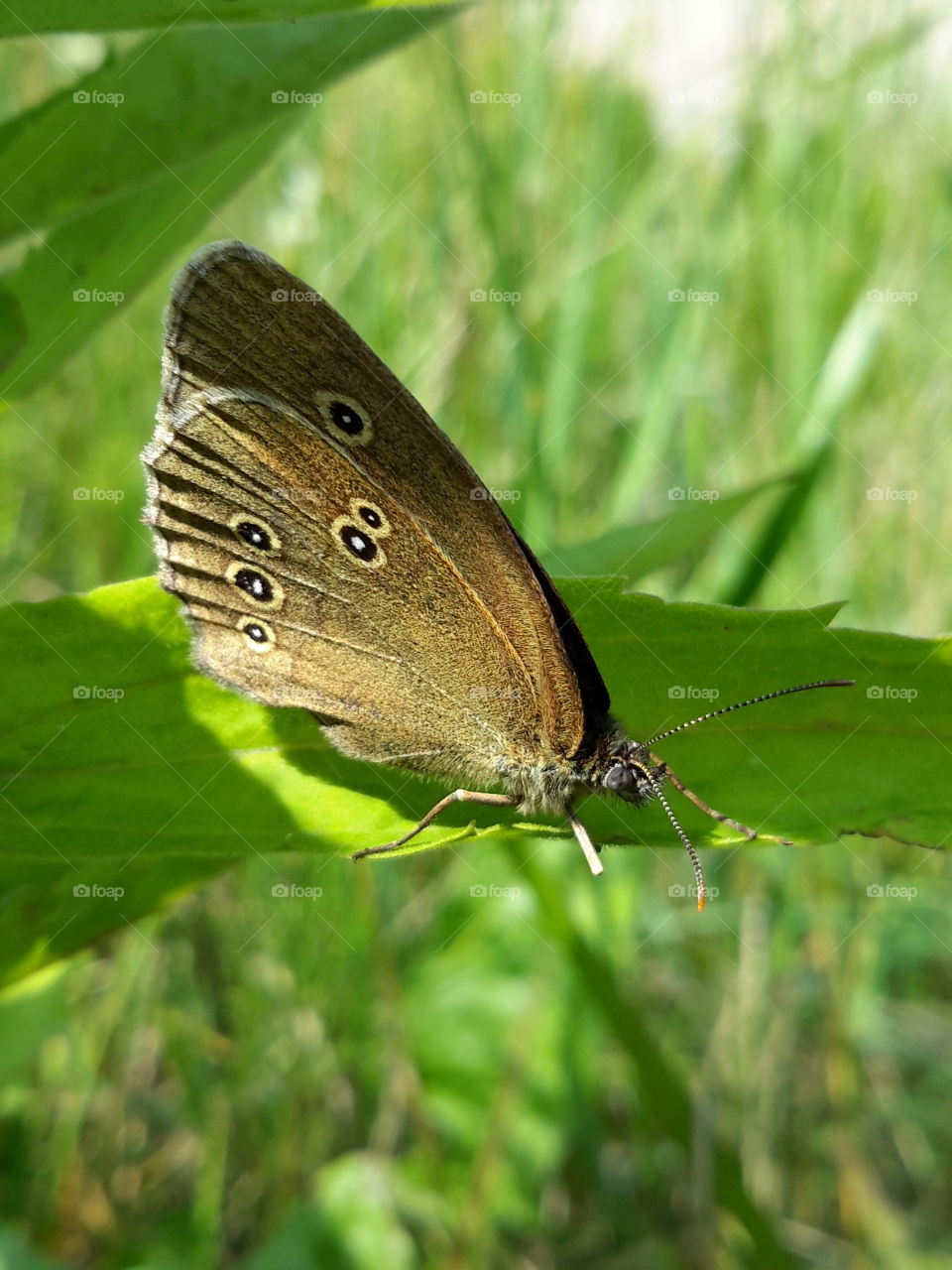 Butterfly on a leaf