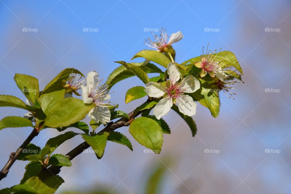Spring time and flowering branch